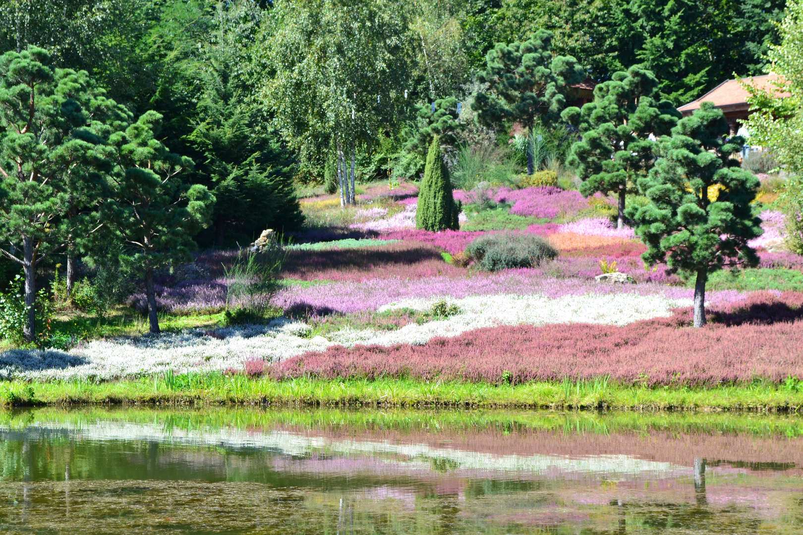 Eine Augenweide diese Heide!