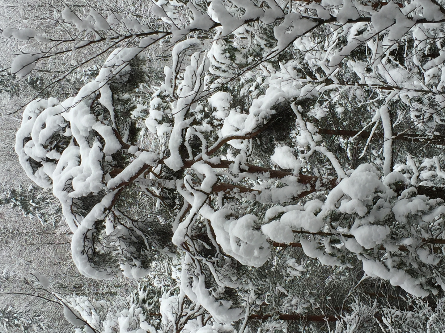 Eine Augenweide, oder ein anderer Baum