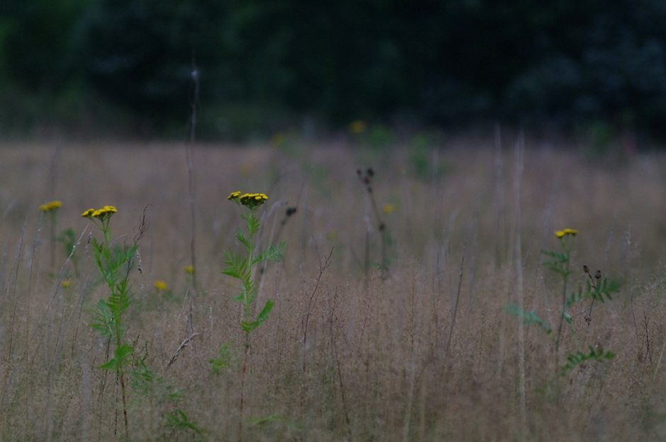 eine Augustwiese