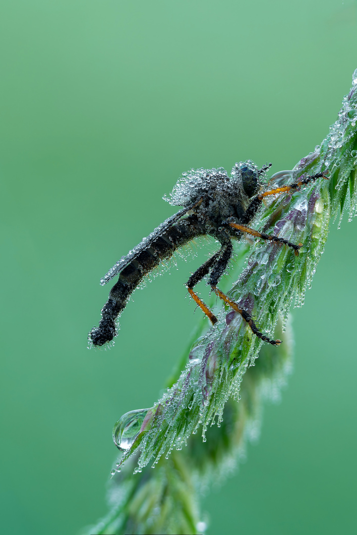 eine aus Tautropfen geformte Raubfliege