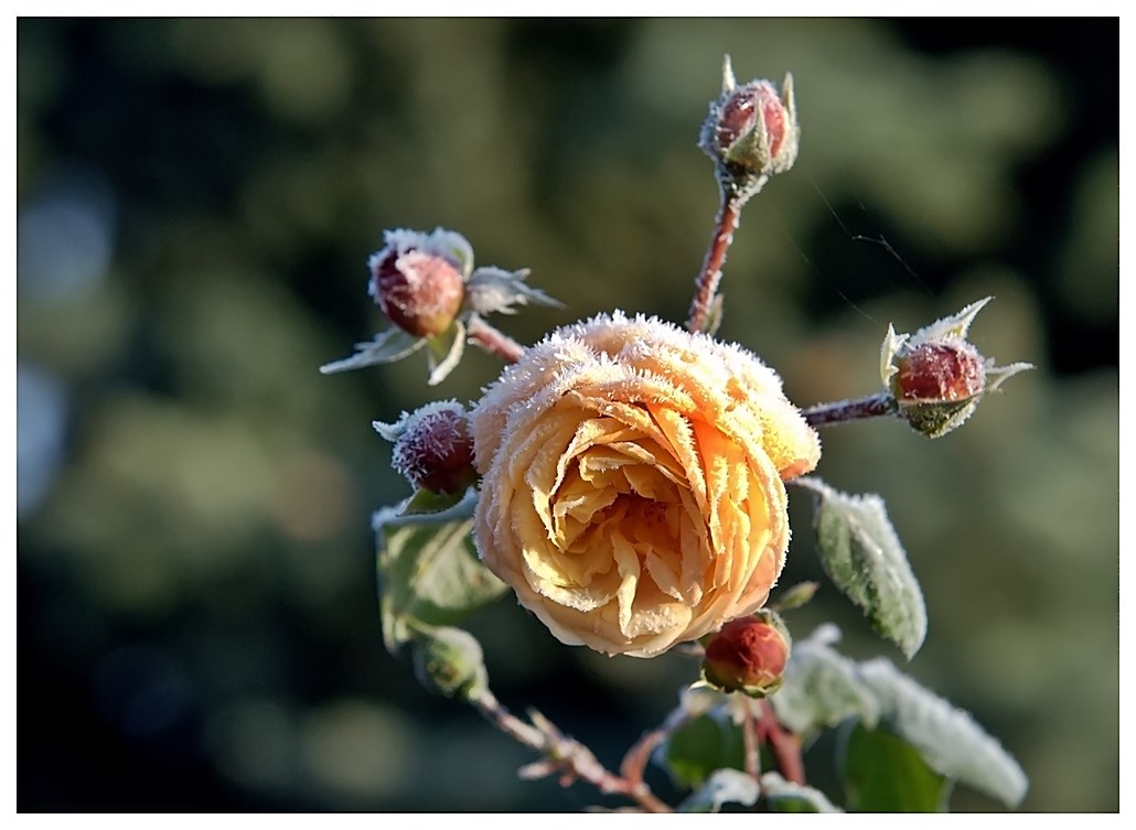 Eine AusFather nach dem Frost