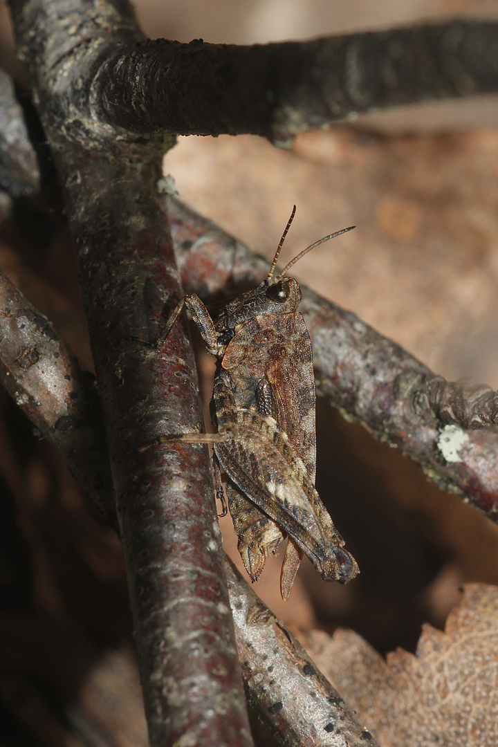 Eine ausgewachsene Zweipunkt-Dornschrecke (Tetrix bipunctata) ...