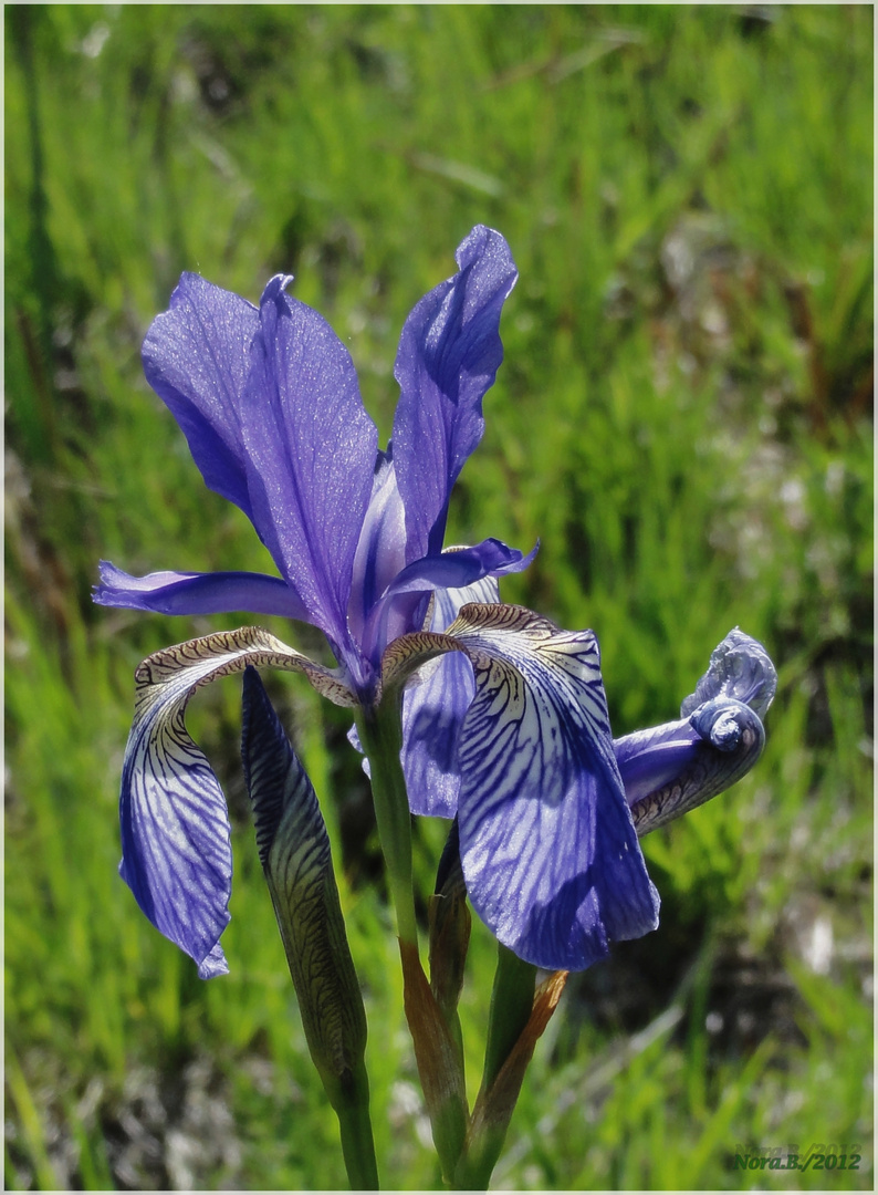 eine ausnahmsweise blaue Sumpflilie (Iris pseudacorus )