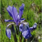 eine ausnahmsweise blaue Sumpflilie (Iris pseudacorus )