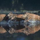 Eine außergewöhnliche Begegnung.