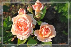 Eine Austin- Rose aus meinem Garten