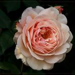 Eine Austin - Rose zum Abschied -