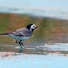 Eine Bachstelze (Motacilla alba) beim abendlichen Bad