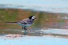 Eine Bachstelze (Motacilla alba) beim abendlichen Bad