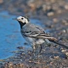 Eine Bachstelze (Motacilla alba) fand sich auch . . .