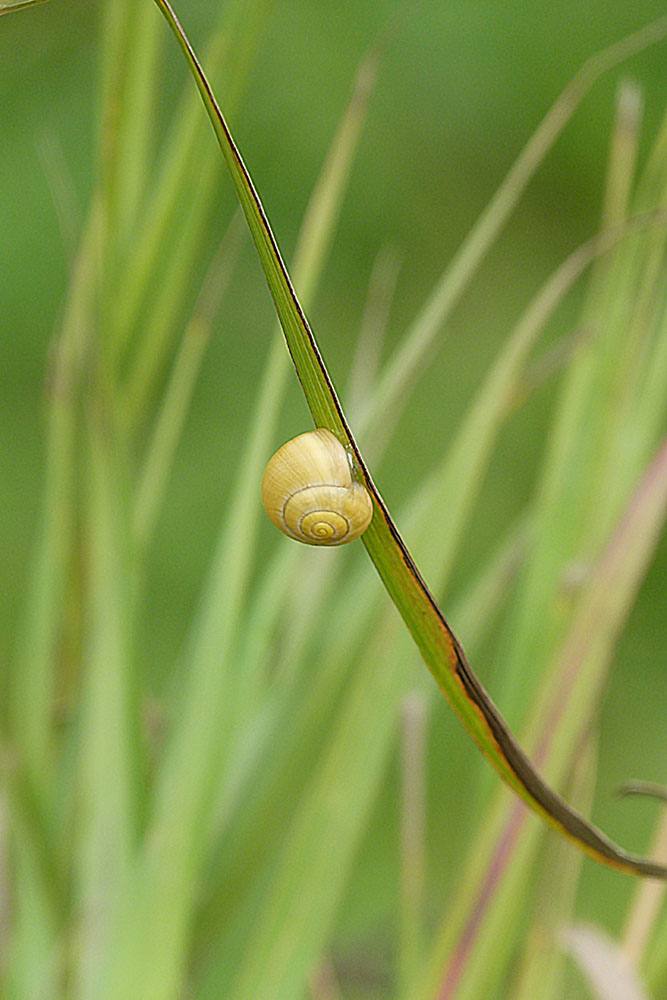 Eine Bänderschnecke am Grashalm