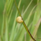 Eine Bänderschnecke am Grashalm