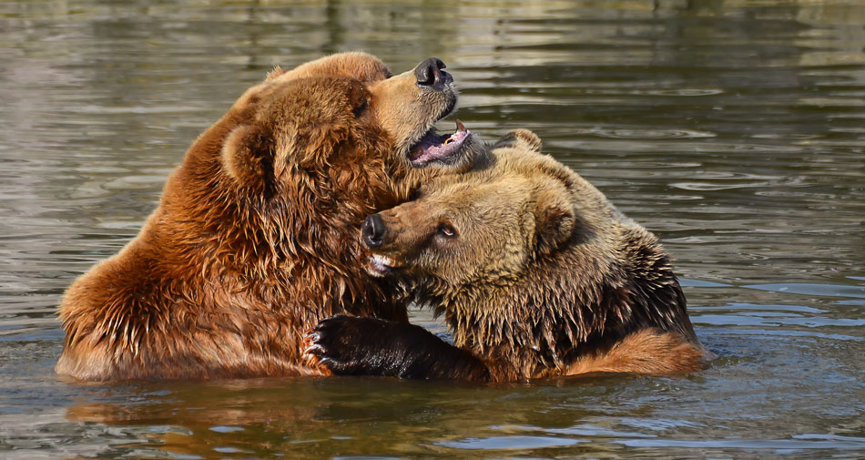 Eine Bärenliebe