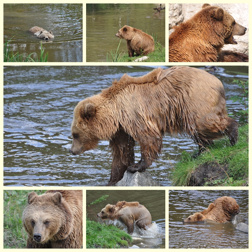 Eine bärige Collage - 1- WP-Poing 9.8.10