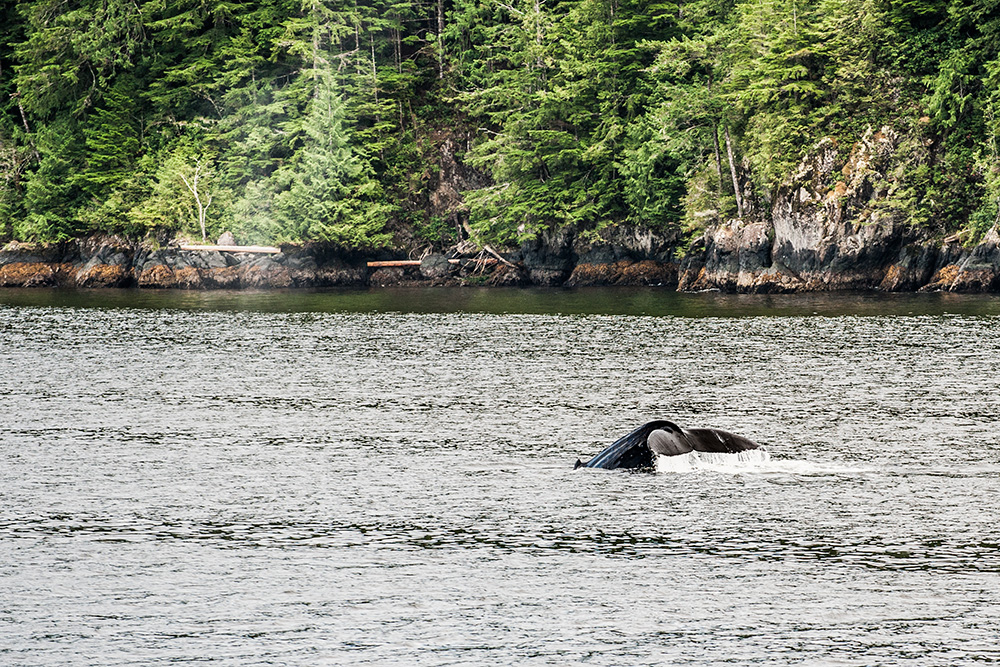 Eine Baleine