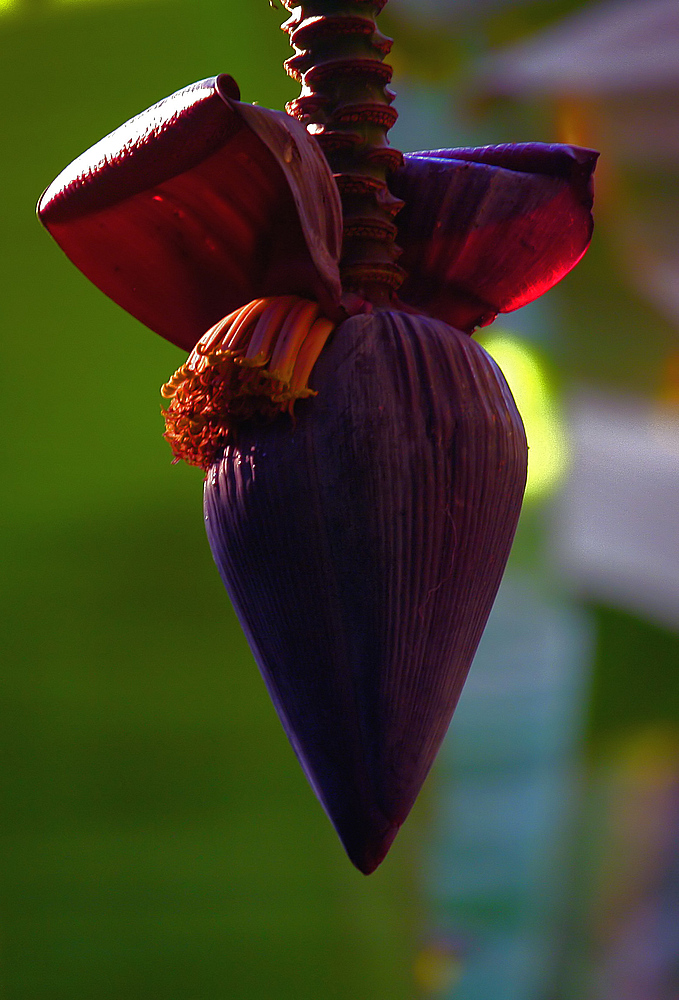 eine bananenblüte vom bananenstaute