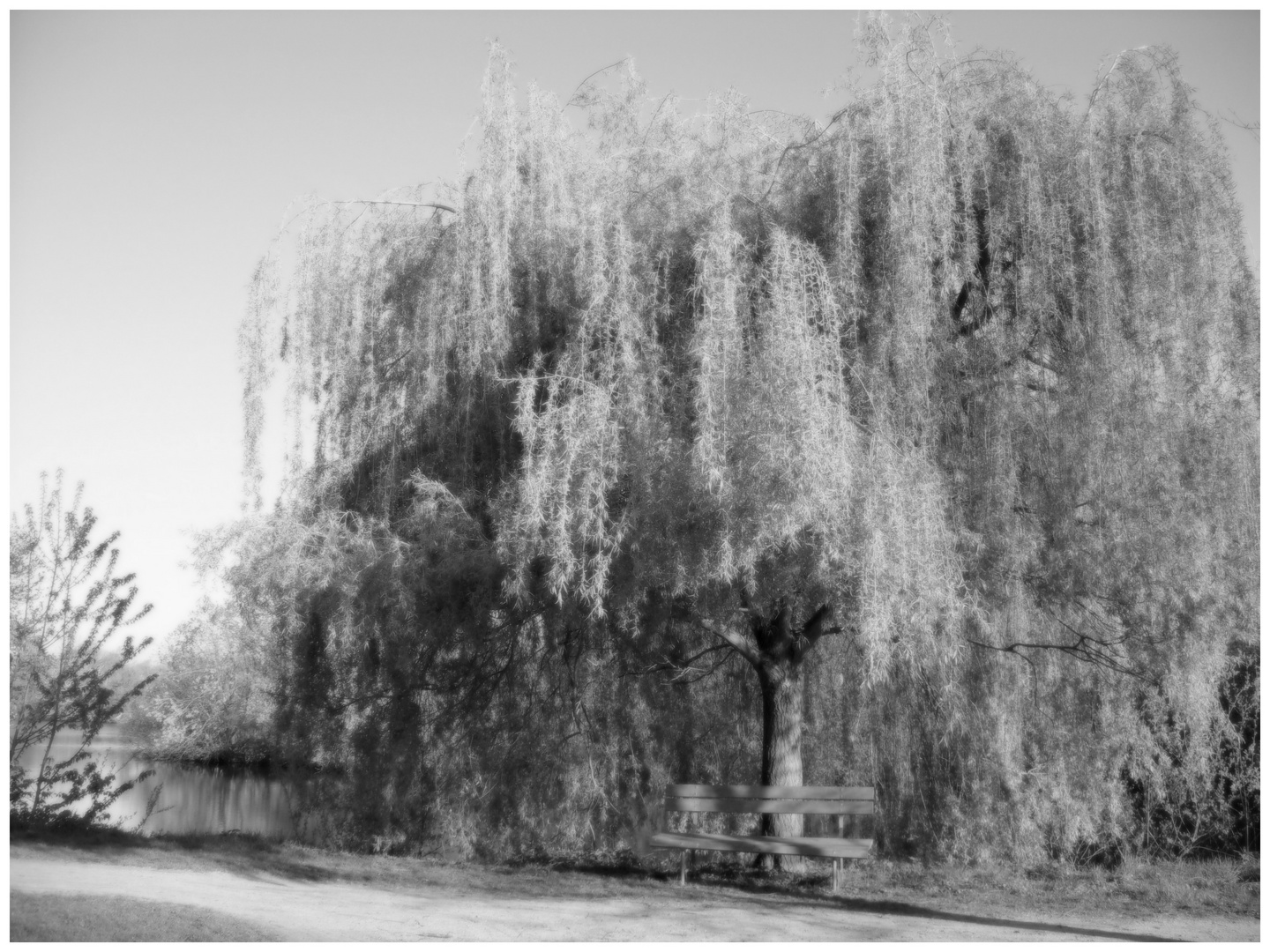 Eine Bank, ein Baum ... (II)