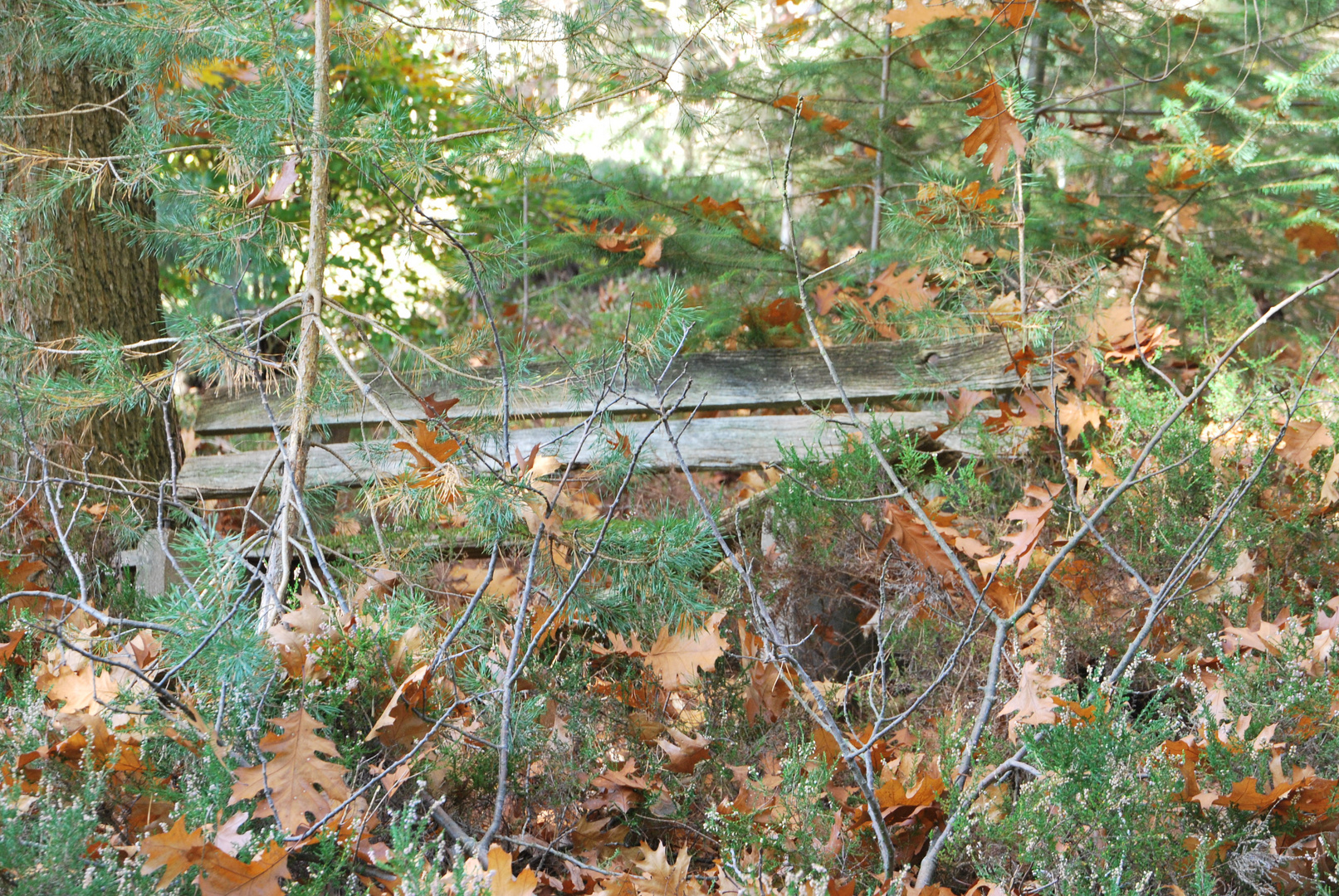 Eine Bank im Herbstwald !