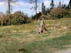 Eine Bank wie ein Baum