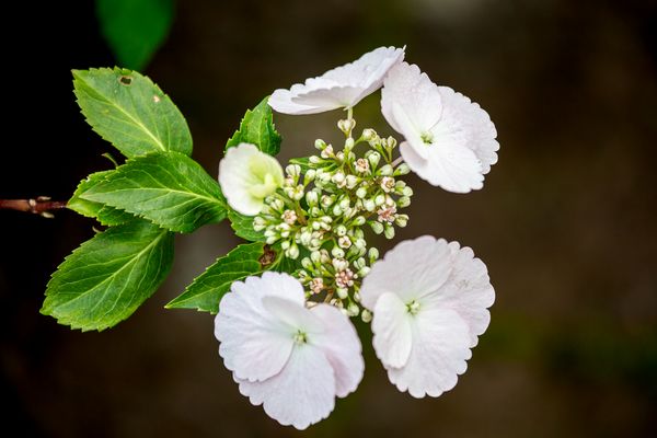 Eine Bauernhortensie