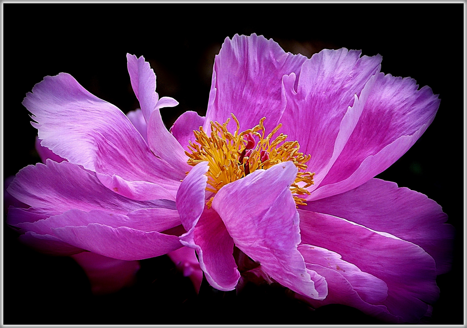  Eine Bauernrose (Pfingstrose)