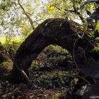 Eine Baum-Anakonda am Mulde-Ufer in der Auenlandschaft Dessau-Rosslau