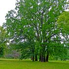 Eine Baum-Familie