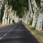 Eine Baumallee in Südfrankreich