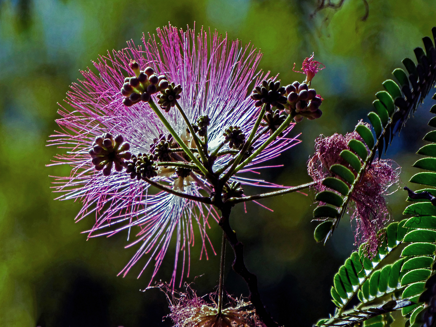 EINE BAUMBLÜTE