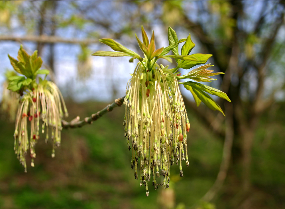 eine Baumblüte...