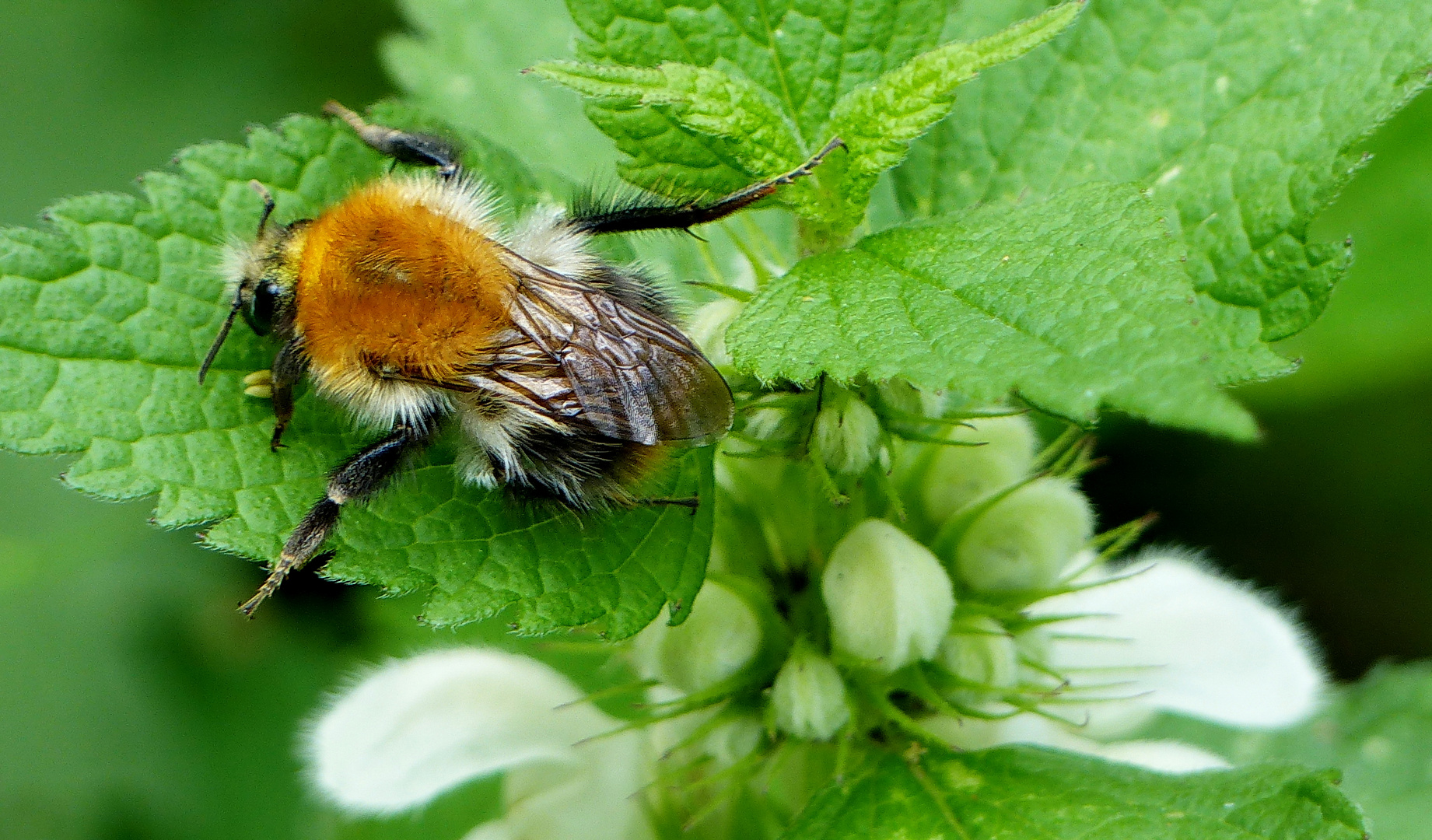 Eine Baumhummel grade aufgewacht 