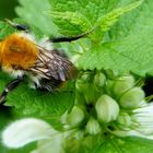 Eine Baumhummel grade aufgewacht 