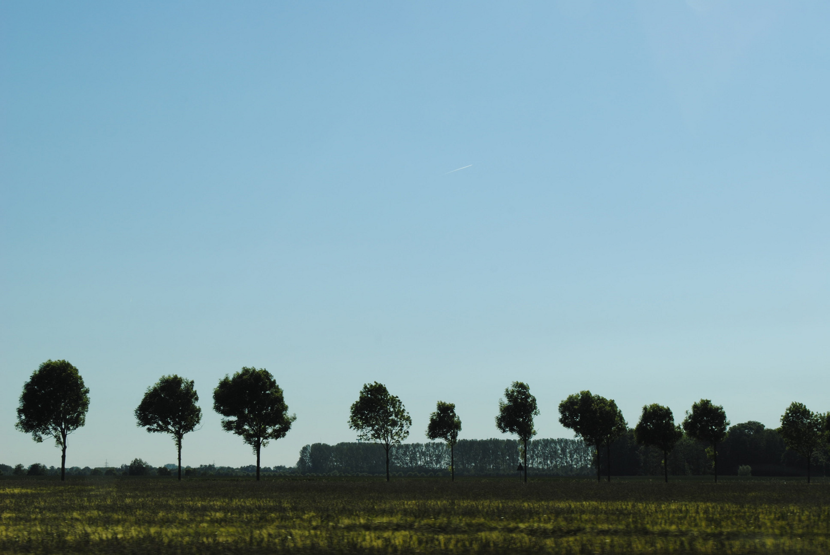 Eine Baumreihe in der Nähe von Cuxhaven Altenbruch, aus dem fahrenden Auto heraus fotografiert.