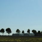 Eine Baumreihe in der Nähe von Cuxhaven Altenbruch, aus dem fahrenden Auto heraus fotografiert.