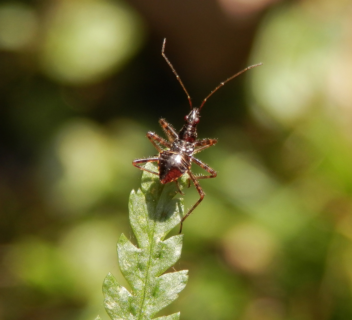 Eine Baumsichelwanzen-Nymphe (Himacerus apterus) auf Wurmfarn