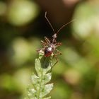 Eine Baumsichelwanzen-Nymphe (Himacerus apterus) auf Wurmfarn