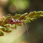 Eine Baumsichelwanzen-Nymphe (Himacerus apterus) auf Wurmfarn