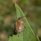 Eine Baumwanze - Peribalus strictus - mit Handikap