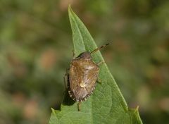 Eine Baumwanze - Peribalus strictus - mit Handikap