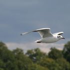 Eine Bayerische Möwe am Bayerischen Meer