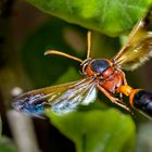 eine beeindruckende Erscheinung