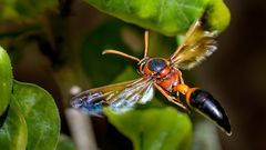 eine beeindruckende Erscheinung