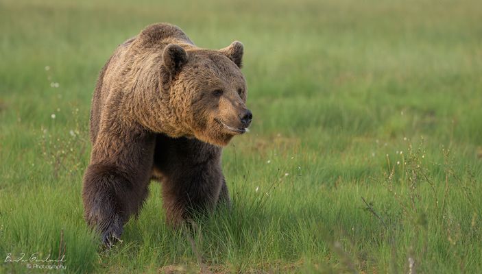 Eine beeindruckende Gestalt