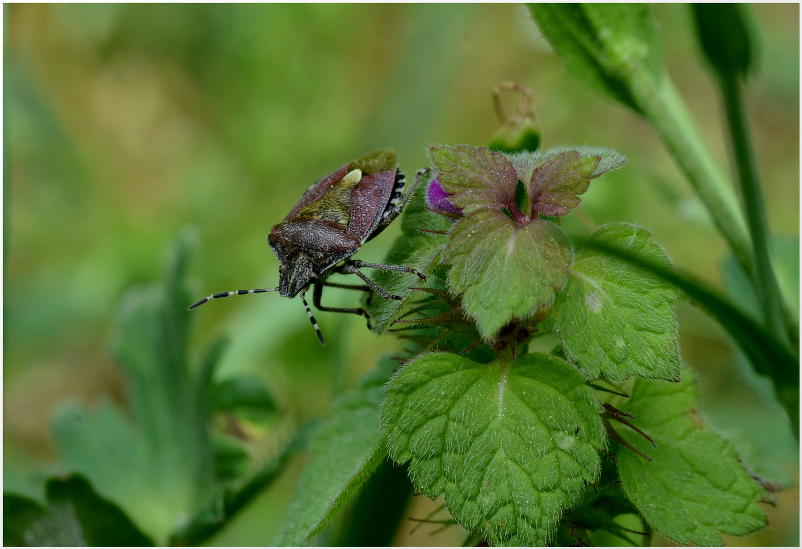 eine Beerenwanze