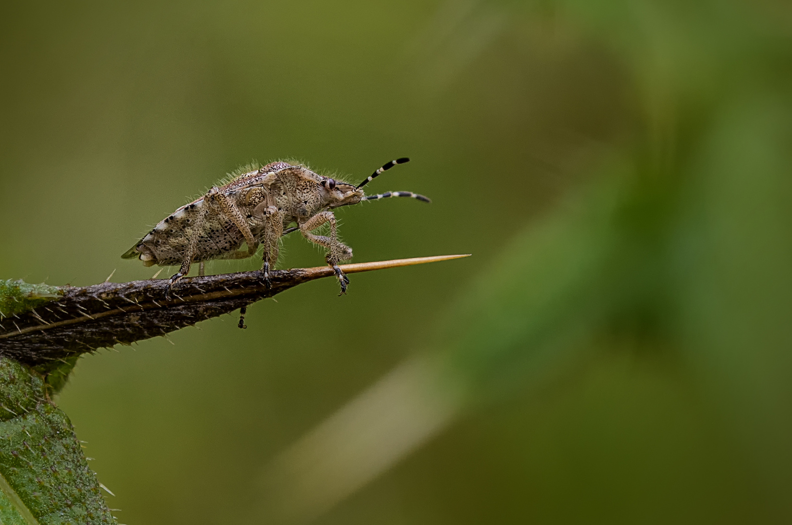 Eine Beerenwanze