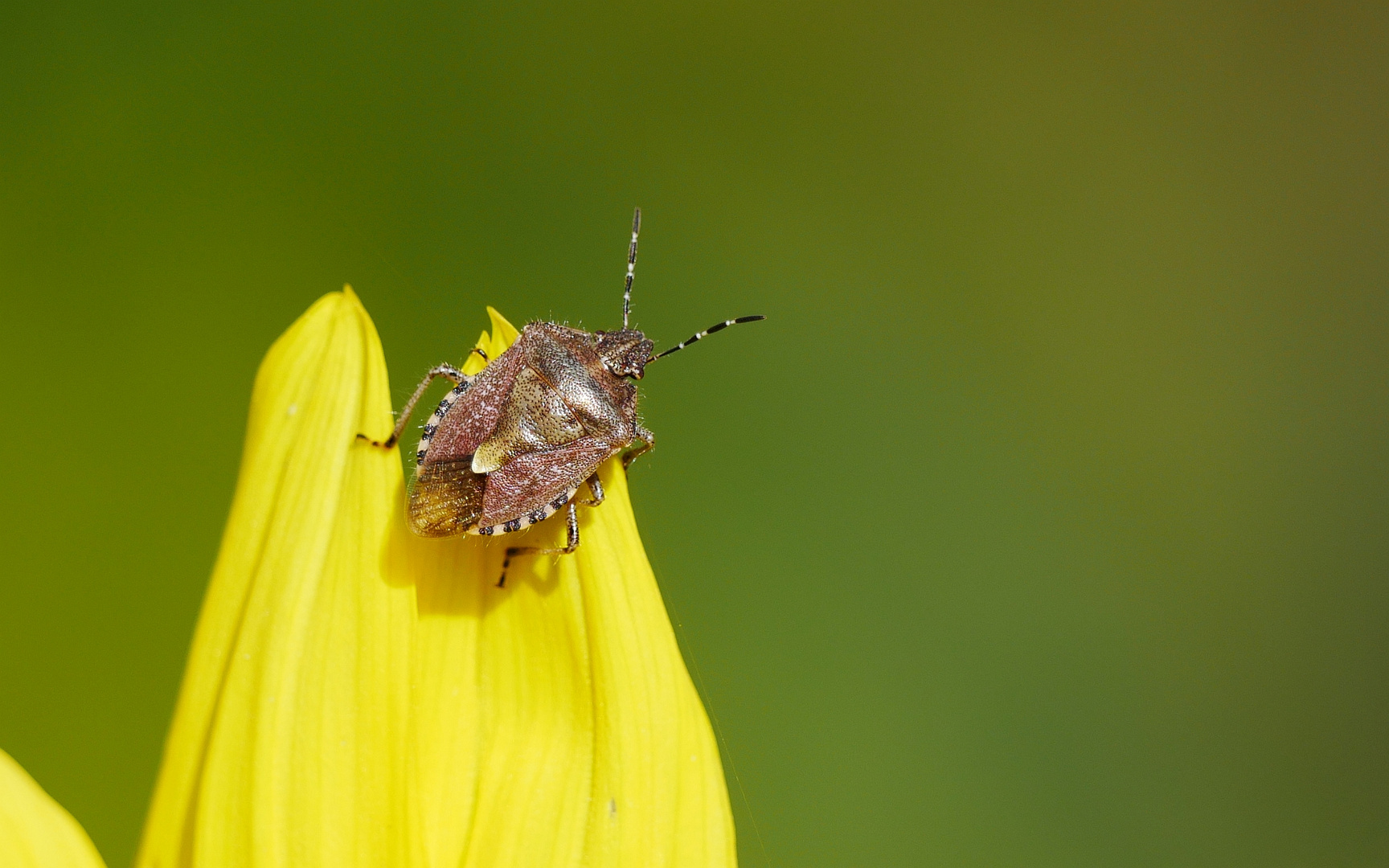 Eine Beerenwanze