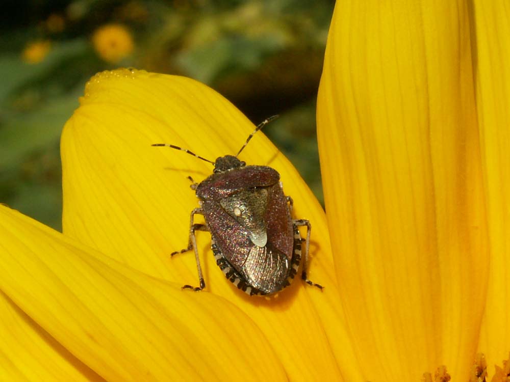 Eine Beerenwanze ( Dolycoris Baccarum)