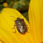 Eine Beerenwanze ( Dolycoris Baccarum)