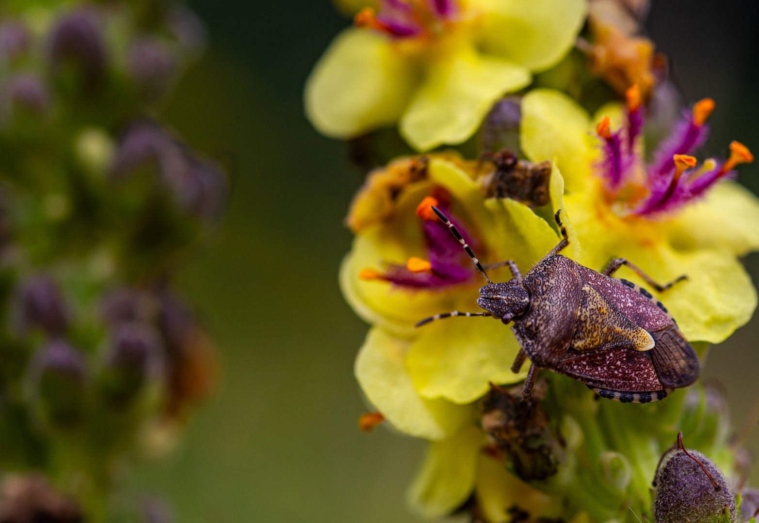 Eine Beerenwanze