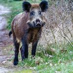 Eine Begegnung am Abend mit einem freundlichen Wildschwein